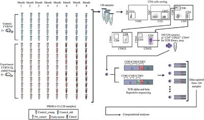 Network Representation of T-Cell Repertoire— A Novel Tool to Analyze Immune Response to Cancer Formation